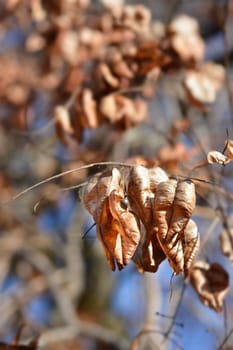 Golden rain tree branch with seed pods - Latin name - Koelreuteria paniculata