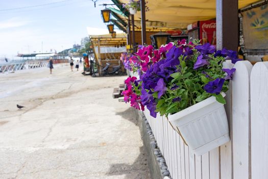Petunia flowers in white pots on the blurred background of the Yalta embankment.