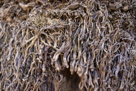 Natural background with brown dry branches of ivy.