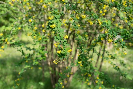 blooming Bush of barberry with tiny yellow flowers on green background of leaves and grass