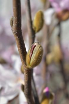 Star magnolia flower bud - Latin name - Magnolia stellata