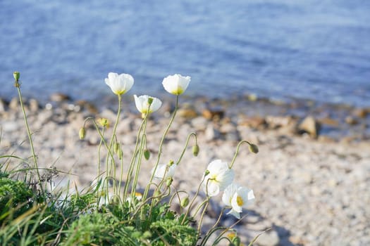 Natural landscape with white poppies. Wildlife