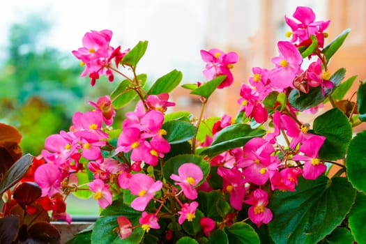 Pink begonia flowers on the window background.