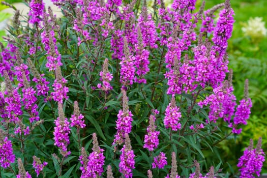 Pink flowers on a flower bed in the garden. Natural background