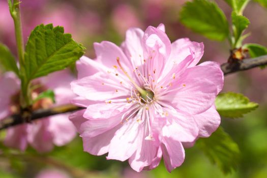 Delicate pink cherry flowers on a blurred romantic background., beautiful summer background