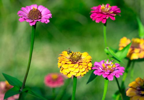 Natural background with bright tsinii flowers in a flower bed.
