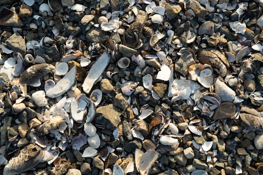 Natural background with lots of seashells on the beach