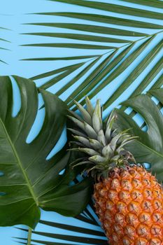 Top view of fresh pineapple with tropical palm and monstera leaves on blue table background.