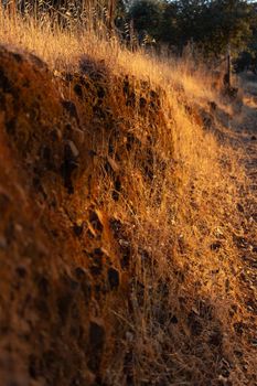 Dry land with vegetation in the golden hour in the countryside of a village in Andalusia southern Spain