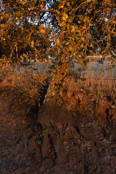 Dry land with vegetation in the golden hour in the countryside of a village in Andalusia southern Spain