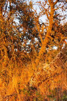 Dry land with vegetation in the golden hour in the countryside of a village in Andalusia southern Spain