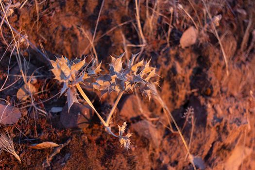 Dried holly in the countryside of a village in Andalusia southern Spain