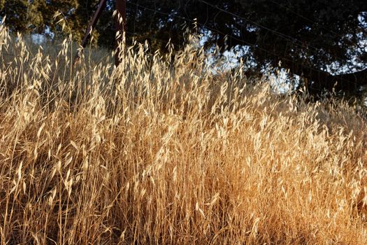 Cereal field of a village in Andalusia in southern Spain