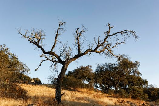 Dead acorn tree in a field of a village in Andalusia southern Spain