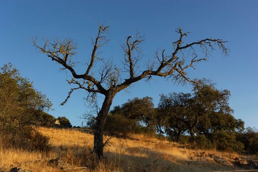 Dead acorn tree in a field of a village in Andalusia southern Spain