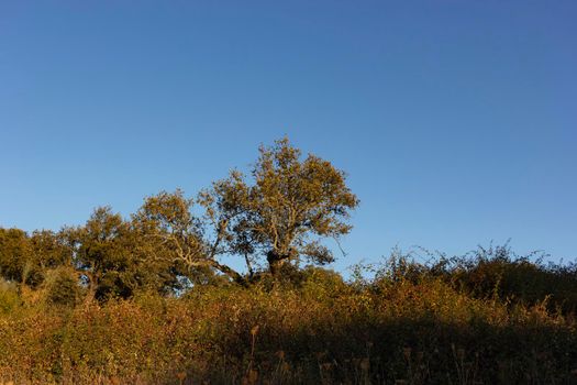 Landscape in the countryside of Andalusia in Spain