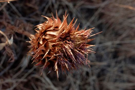 Dried thistles in the field of a village in Andalusia southern Spain