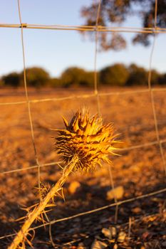 Dried thistles in the field of a village in Andalusia southern Spain