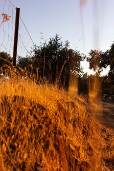 Dry land with vegetation in the golden hour in the countryside of a village in Andalusia southern Spain