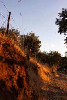 Dry land with vegetation in the golden hour in the countryside of a village in Andalusia southern Spain