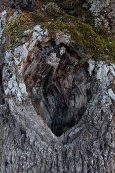 Acorn tree bark, holm oak, with moss in southern Andalusia, Spain