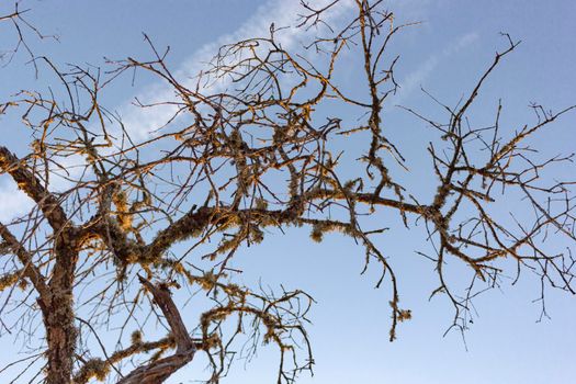 Dead acorn tree in a field of a village in Andalusia southern Spain