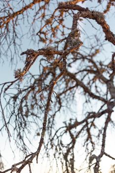 Dead acorn tree in a field of a village in Andalusia southern Spain