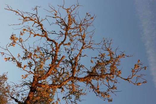 Dead acorn tree in a field of a village in Andalusia southern Spain