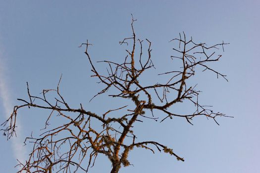 Dead acorn tree in a field of a village in Andalusia southern Spain