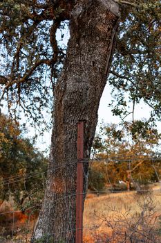 wounded tree in a wheat field of a village in Andalusia in southern Spain