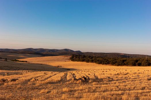 Sheep grazing in a wheat field of a village in Andalusia southern Spain