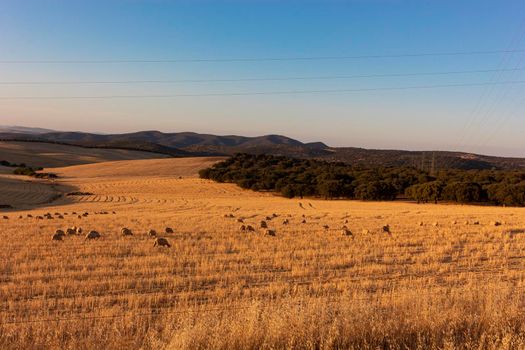 Sheep grazing in a wheat field of a village in Andalusia southern Spain