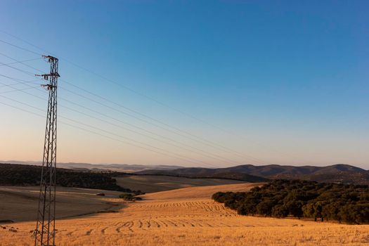 Sheep grazing in a wheat field of a village in Andalusia southern Spain