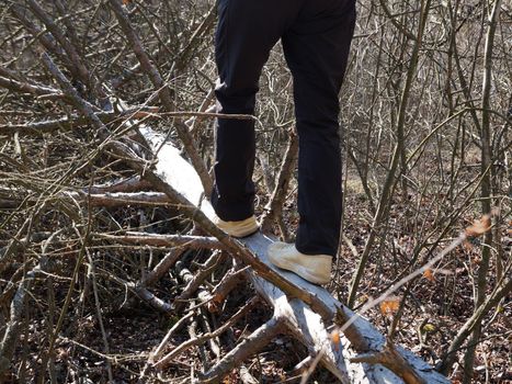 a man walks on a fallen dry tree in the forest close-up