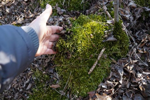 female hand touching green moss in the forest.