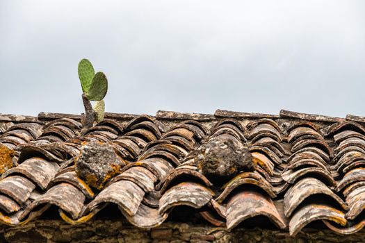 Isolated prickly pear plant growing on top of a tile roof of an abandoned old house in Sicily, Italy