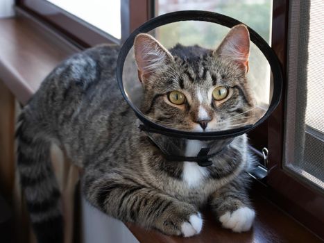 Young cat in a protective veterinary collar sits on the windowsill.