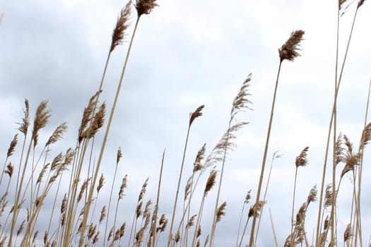 Nature. High wheat or dry high grass in the field against the sky. High quality photo