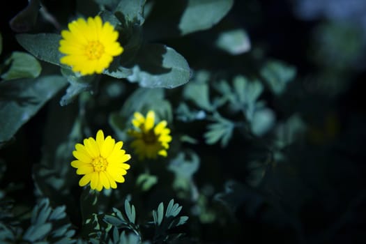 Set of yellow daisies on the grass. No people