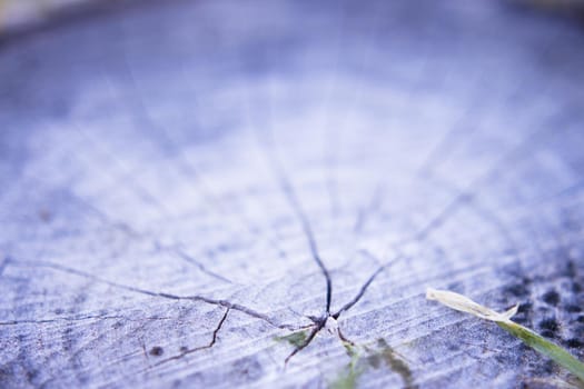 Rings from the trunk of a cut tree. Copy space