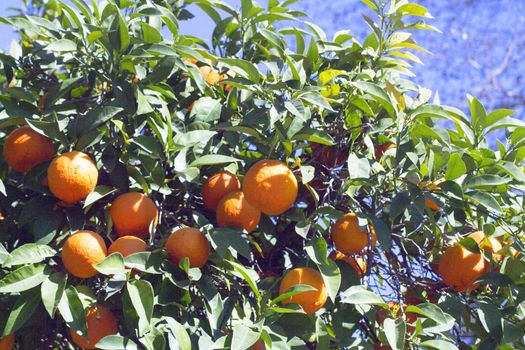 Orange tree in the sun with very green leaves. No people