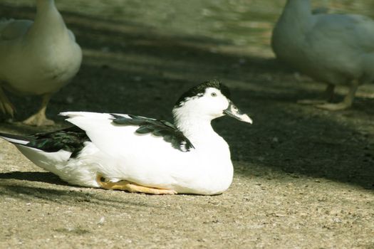 Duck living in an artificial city pond. No people