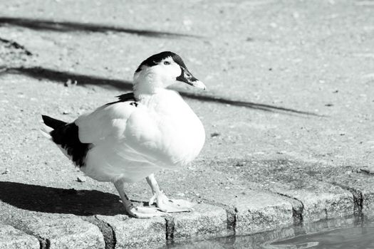 Duck living in an artificial city pond. No people