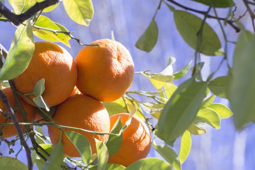 Orange tree in the sun with very green leaves. No people