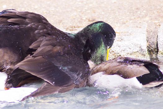 Duck living in an artificial city pond. No people