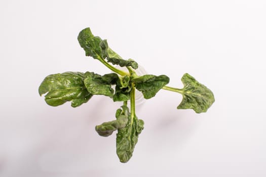 fresh green spinach on a white background. top view.