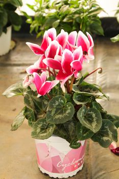 Colorful pink cyclamen flower in the garden