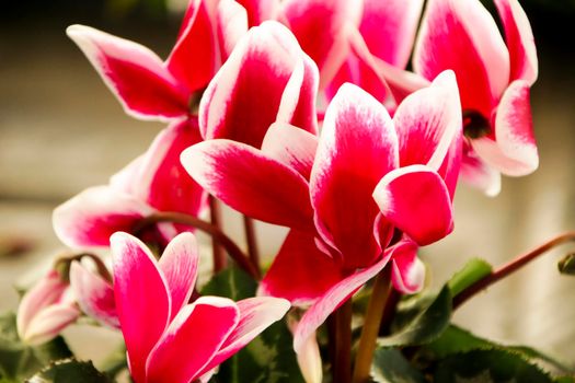 Colorful pink cyclamen flower in the garden
