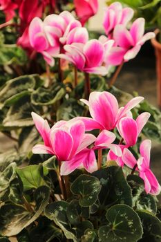 Colorful pink cyclamen flower in the garden