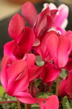 Colorful pink cyclamen flower in the garden